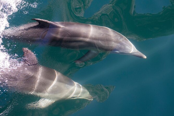 Milford Sound Extended Cruise with Southern Discoveries - Wildlife watching in a remote corner of Fiordland