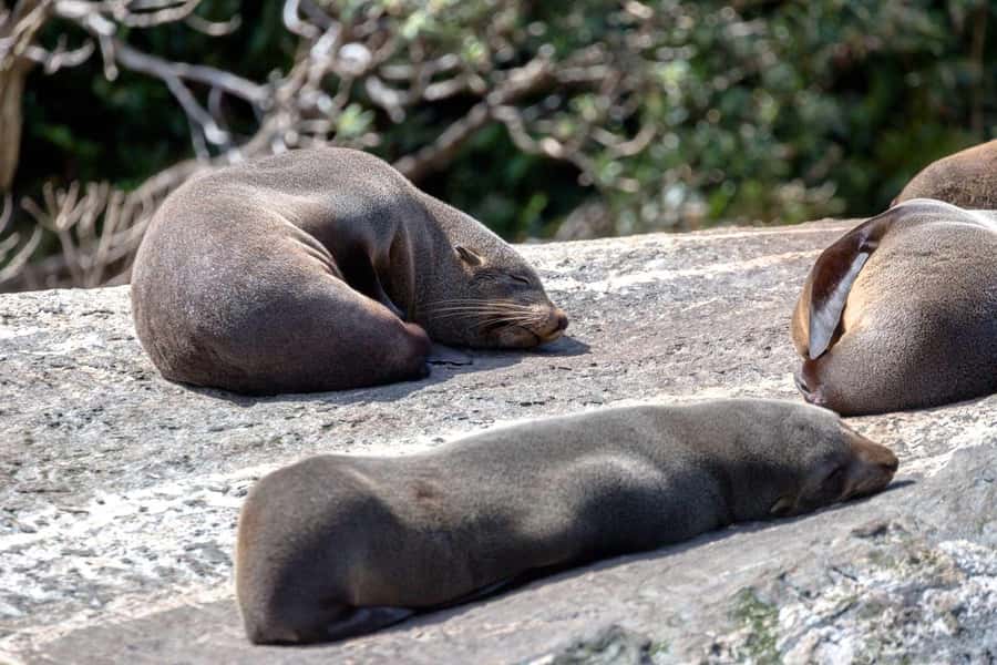 Milford Sound: Nature Cruise - Grand Views & Optional Lunch - Boarding at Freshwater Basin
