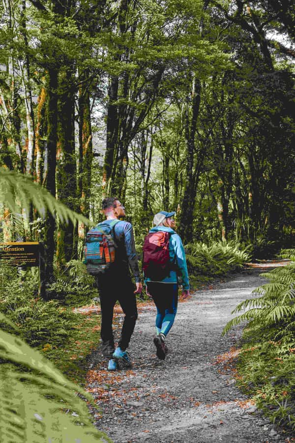 Milford Sound: Nature Cruise & Milford Track Walk - Why this combination works so well