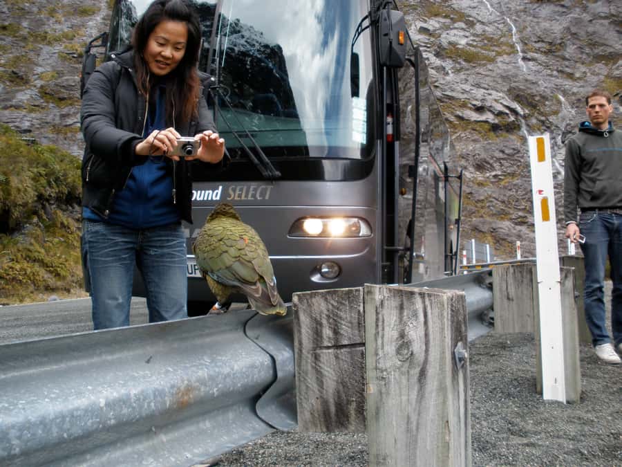 Milford Sound Premium Day Tour and Cruise from Te Anau - The long road from Te Anau to Milford Sound