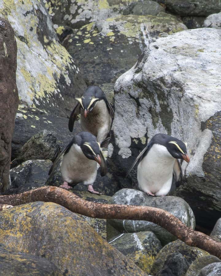 Milford Sound: Premium Small Group Cruise with Canape Lunch - What to Pack for a Remote Fiord