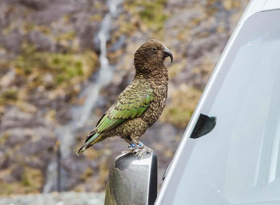 Milford Sound: Small-Group Tour from Te Anau - Who should book this Te Anau tour?