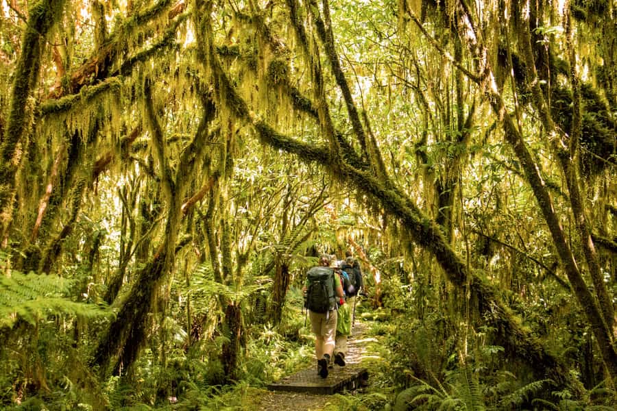 Milford Track: Full Day Guided Hike and Nature Cruise - Who should book this Milford Sound day?