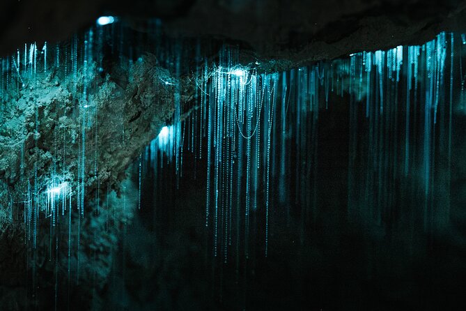 Milky Way Glowworm Cave Tour - Why the Milky Way Glowworm Cave works so well