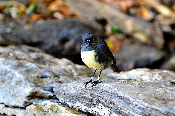 Motuara Island Bird Sanctuary and Ship Cove Cruise from Picton - Key points to know before booking