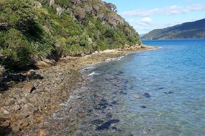 Motuara Island Bird Sanctuary and Ship Cove Cruise from Picton - Wildlife can range from robins to dolphins