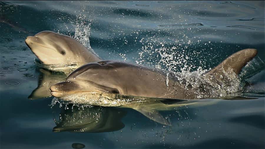 Motuara Island Sanctuary: Wildlife & Dolphin Watching Tour - Key points at a glance