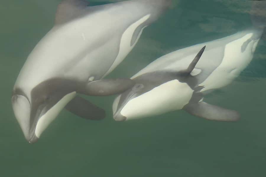 Motuara Island Sanctuary: Wildlife & Dolphin Watching Tour - Why Motuara Island is the real prize