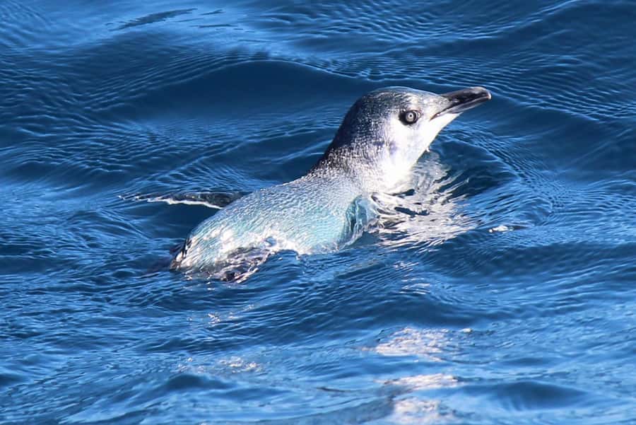 Motuara Island Sanctuary: Wildlife & Dolphin Watching Tour - Walking the predator-free island reserve