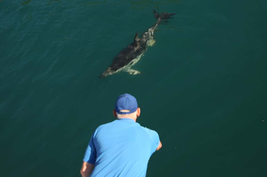 Motuara Island Sanctuary: Wildlife & Dolphin Watching Tour - Weather, wildlife, and the limits of a promise