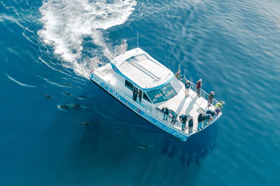 Motuara Island Sanctuary: Wildlife & Dolphin Watching Tour - Booking details worth getting right