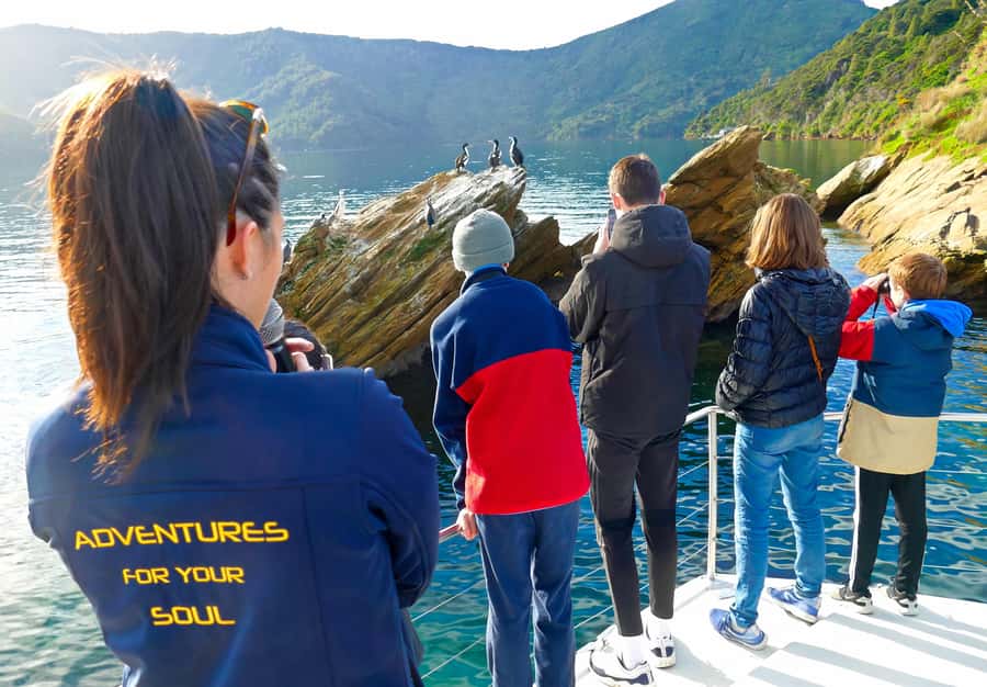 Motuara Island Sanctuary: Wildlife & Dolphin Watching Tour - Setting out from Picton’s waterfront