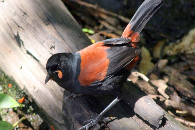 Motuara Wildlife Sanctuary Tour and Dolphin Cruise from Picton - A half-day wildlife outing from Picton