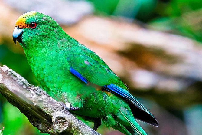 Motuara Wildlife Sanctuary Tour and Dolphin Cruise from Picton - When Motuara is too rough