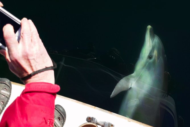Motuara Wildlife Sanctuary Tour and Dolphin Cruise from Picton - The wildlife you might see
