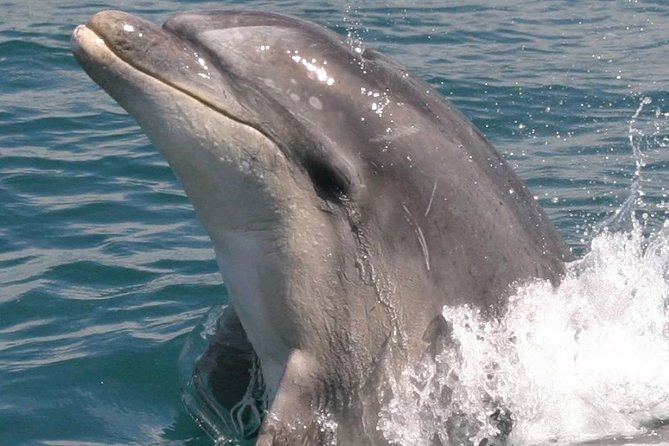 Motuara Wildlife Sanctuary Tour and Dolphin Cruise from Picton - Guides, commentary, and onboard comfort