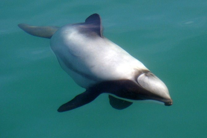 Motuara Wildlife Sanctuary Tour and Dolphin Cruise from Picton - Is $104.26 good value?