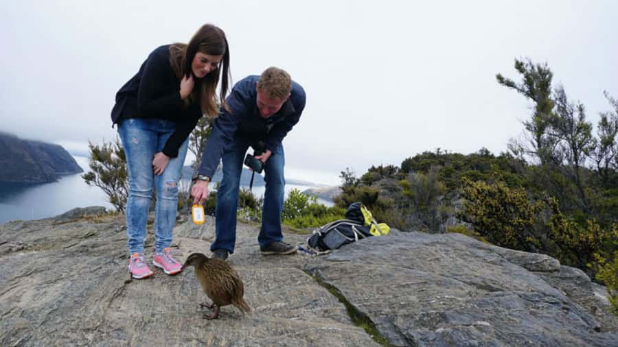 Mou Waho Island: 3-Hour Cruise and Guided Nature Walk - Key points to know before you go