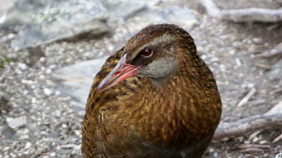 Mou Waho Island: 3-Hour Cruise and Guided Nature Walk - Walking from the beach to the island lake