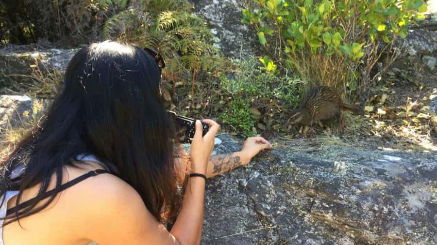 Mou Waho Island: 3-Hour Cruise and Guided Nature Walk - Native wildlife and conservation in practice