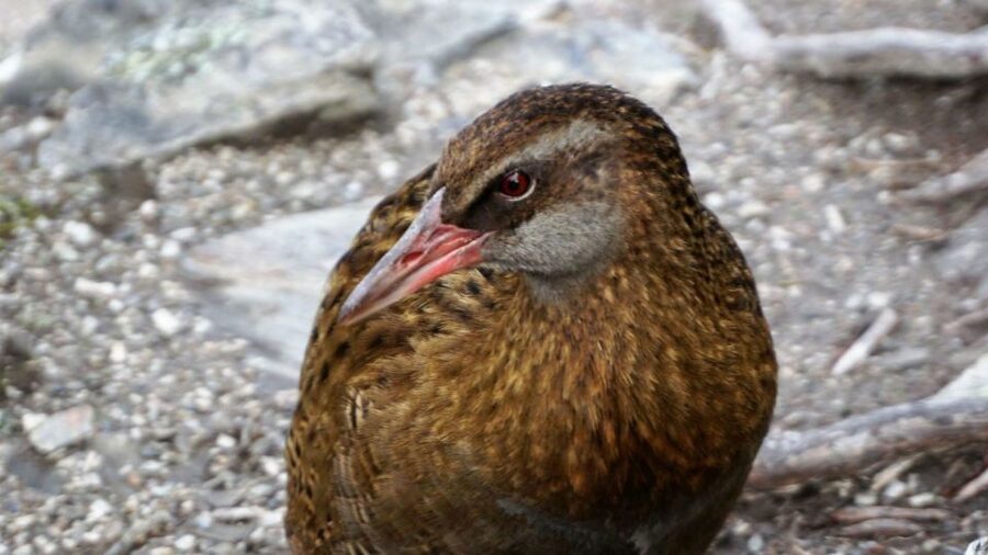Mou Waho Island: 3-Hour Cruise and Guided Nature Walk - How much time you really spend on each part