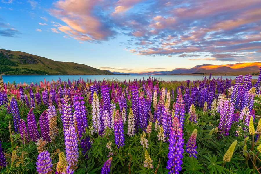 Mount Cook Day Tour from Christchurch - Practical ways to make the ride better
