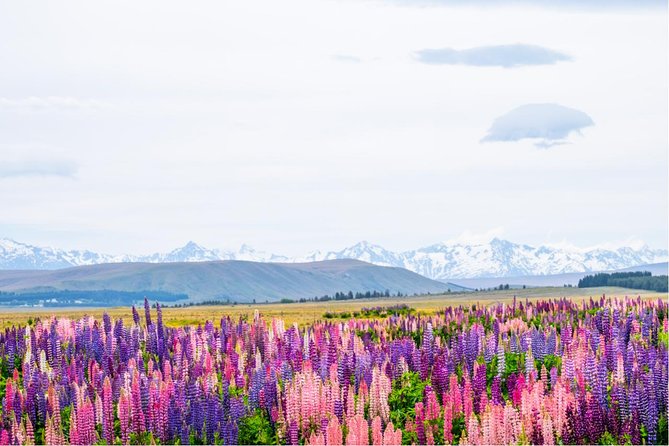 Mount Cook Day Tour from Queenstown - The $111.70 price and the question of value