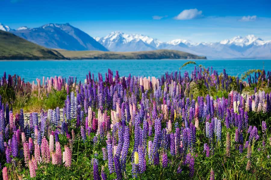 Mount Cook Day Tour: Mount Cook to Christchurch - Lake Pukaki and Lake Tekapo: the visual highlights