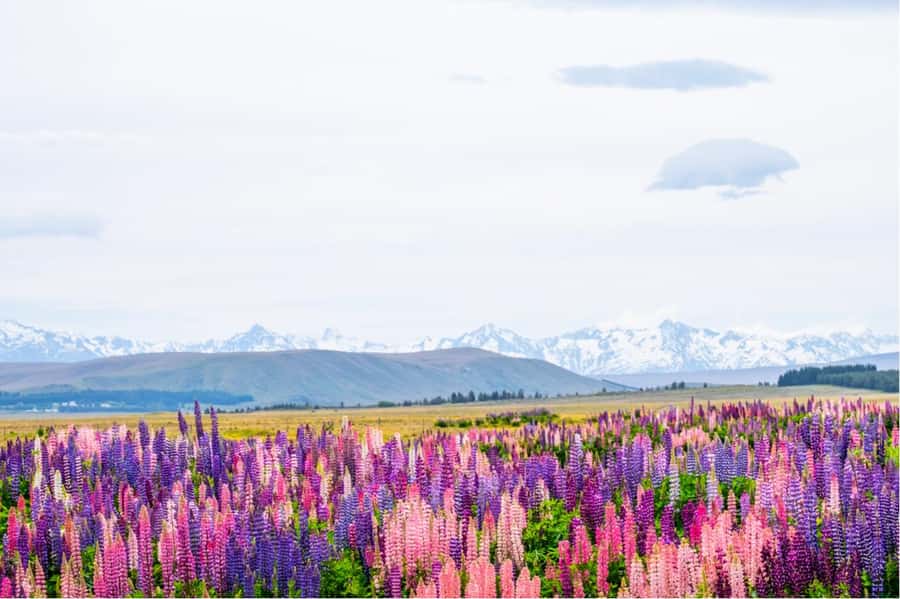 Mount Cook Full-Day Tour: Queenstown to Christchurch - Why this route works better than a plain bus ride