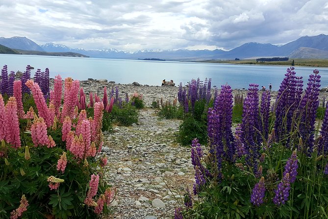 Mount Cook, Lake Tekapo and Tasman Glacier Tour from Christchurch - Guide quality makes a long day easier