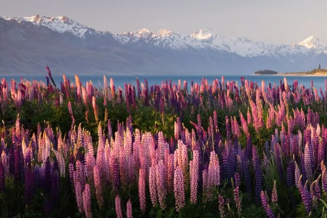 Mount Cook & Lake Tekapo Day Trip from Christchurch - What the private van adds to the experience