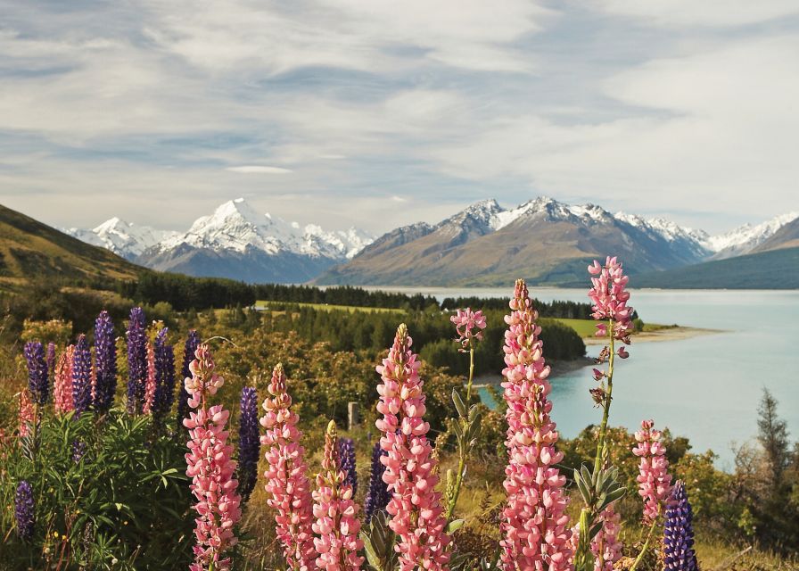 Mt. Cook Day-Tour: Christchurch to Queenstown - Lake Tekapo and its striking blue water