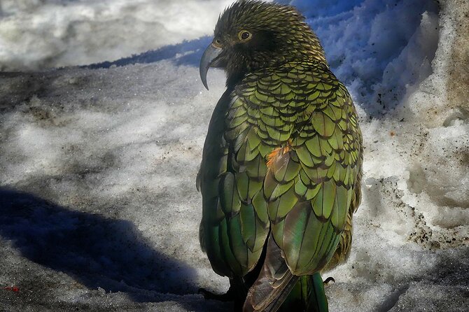 Mt Cook & Lake Tekapo 2-Day Small Group Tour from Queenstown - Four hours at Aoraki Mount Cook National Park