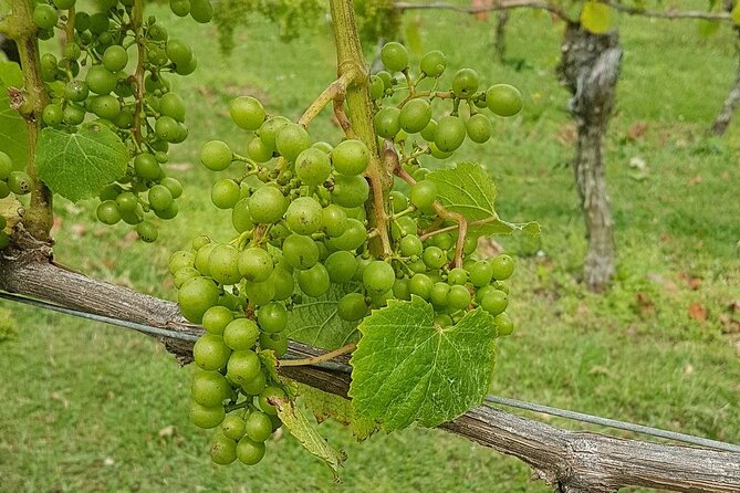 Muriwai Scenic Wine Tour from Auckland - What the guide adds to the afternoon