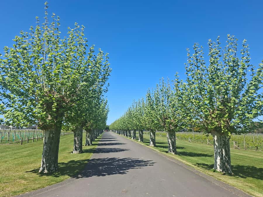 Napier: Afternoon Winery & Gin Tasting Tour Thu Fri Sat - The limits of a short winery tour