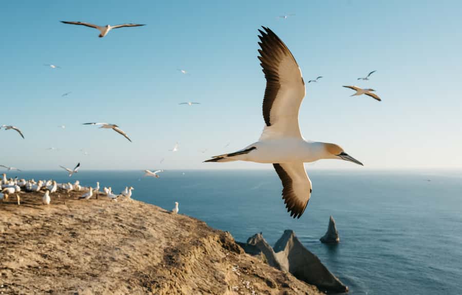 Napier: Cape Kidnappers Gannet, Nature & Sightseeing Tour - Why Cape Kidnappers is such a special bird stop