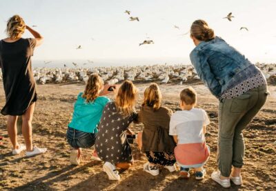 Cape Kidnappers Gannet, Nature & Sightseeing Tour