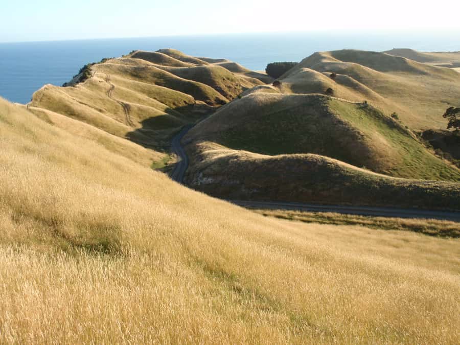 Napier: Cape Kidnappers Gannet, Nature & Sightseeing Tour - Is $59 a fair price for three hours?