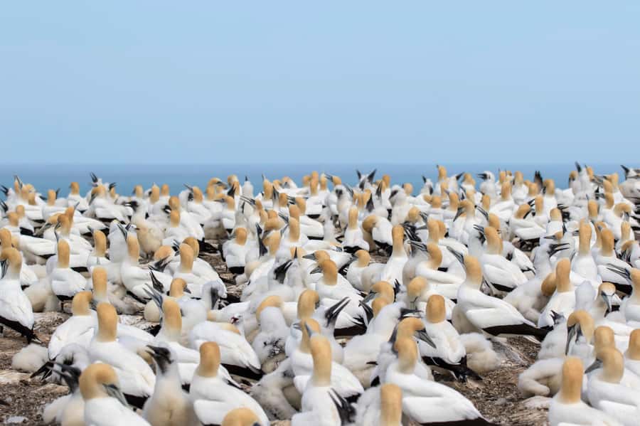 Napier: Cape Kidnappers Gannet, Nature & Sightseeing Tour - Booking tips for the right season and seat