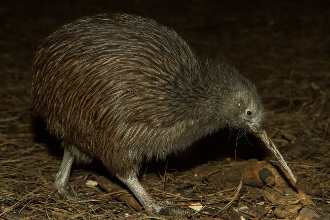 National Aquarium of New Zealand in Napier General Admission - Introduced species and New Zealand wildlife