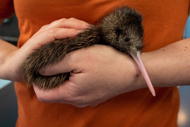 National Kiwi Hatchery - Kiwi Encounter Guided Tour - Starting at the Agrodome in Rotorua