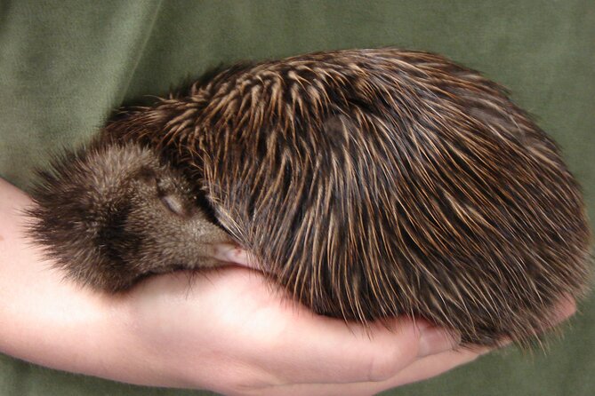 National Kiwi Hatchery - Kiwi Encounter Guided Tour - Meeting kiwi from egg to adult