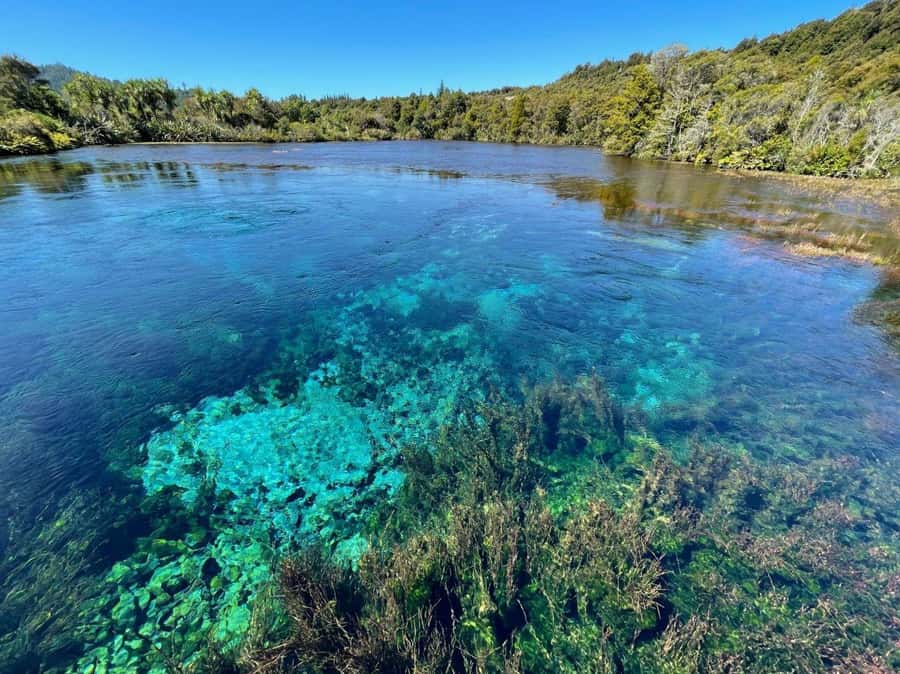 Nelson: Golden Bay in a Day Tour - Te Waikoropupu Springs and the meaning of clear water