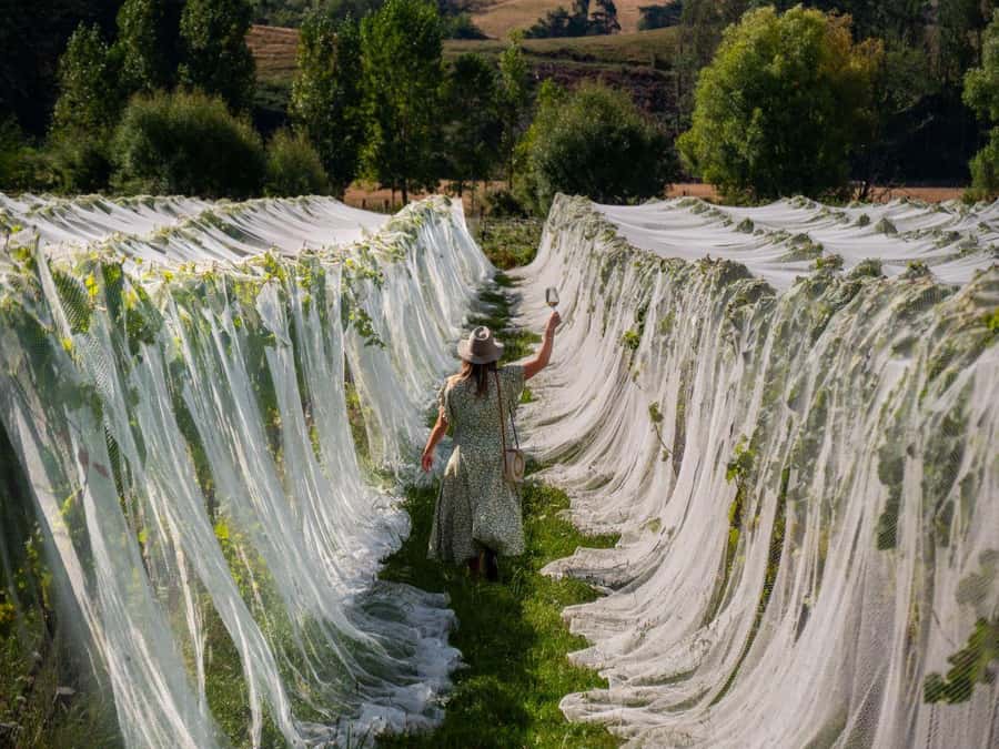 Nelson: Wine Tour with Tastings and Lunch - Key points at a glance