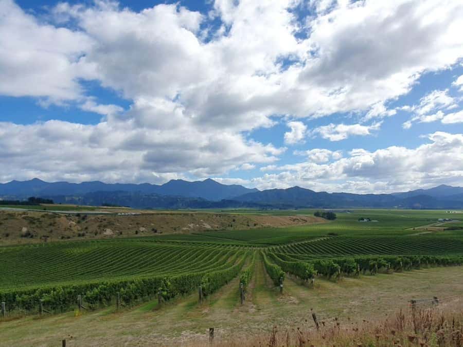 Nelson: Wine Tour with Tastings and Lunch - Vineyard lunch after the morning tastings