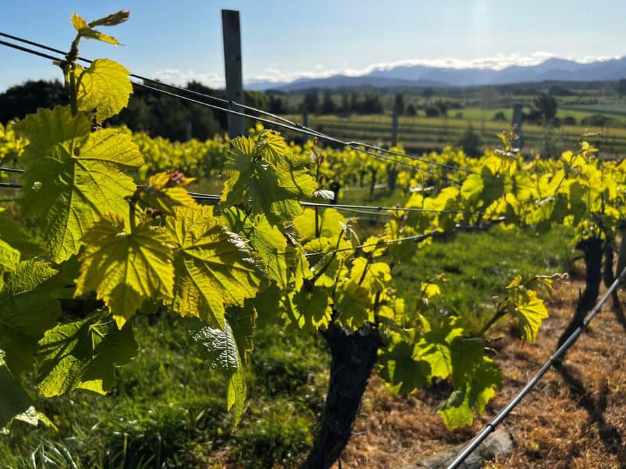 Nelson: Wine Tour with Tastings and Lunch - Small groups, private departures, and pace