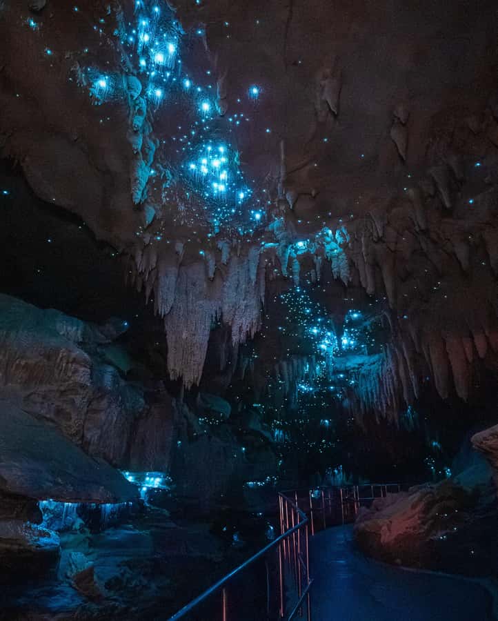 New Zealand: Milky Way Glowworm Cave Tour - A close look at New Zealand glowworms