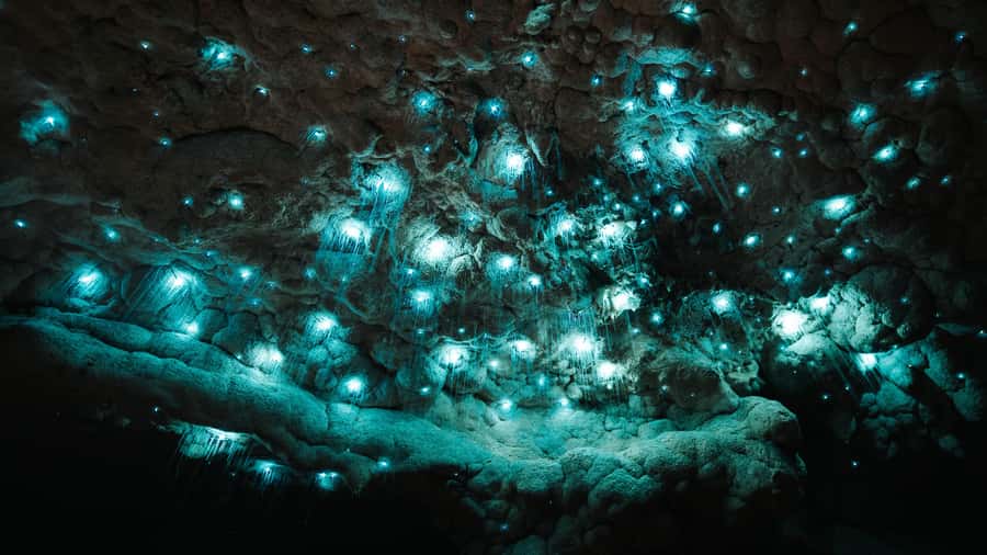 New Zealand: Milky Way Glowworm Cave Tour - The 300-meter walk through bush and limestone