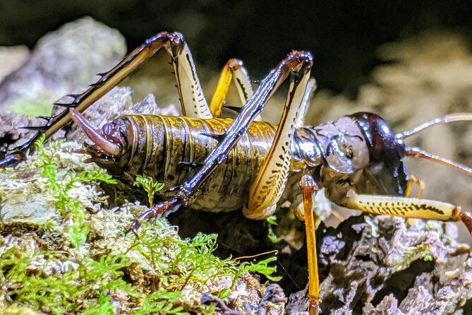 Nocturnal adventure Glow-worm tour - Why this Rotorua night walk is different