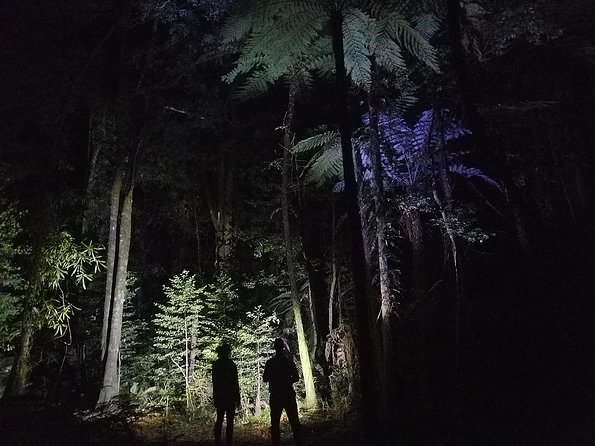 Nocturnal adventure Glow-worm tour - The glow-worm viewing stops